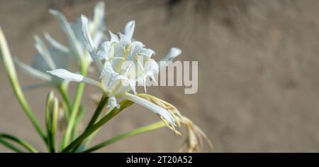 Sea Daffodil, Sand Lily Flower, white fresh blooming plant on blur sand background, copy space. Stock Photo