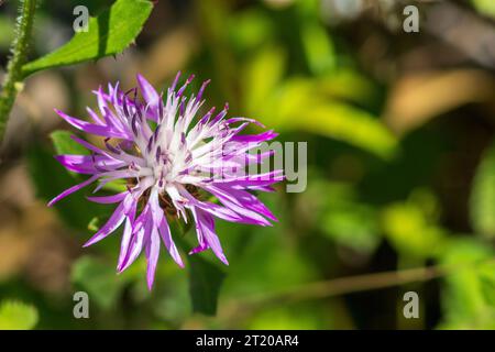 Centaurea aspera, Rough Star-Thistle Stock Photo