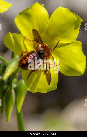 Rhodanthidium sticticum  Spotted Red-Resin Bee Stock Photo