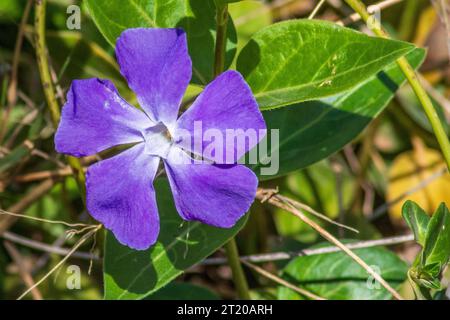 Vinca major, Greater Periwinkle Flower Stock Photo