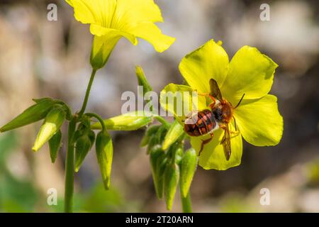 Rhodanthidium sticticum  Spotted Red-Resin Bee Stock Photo