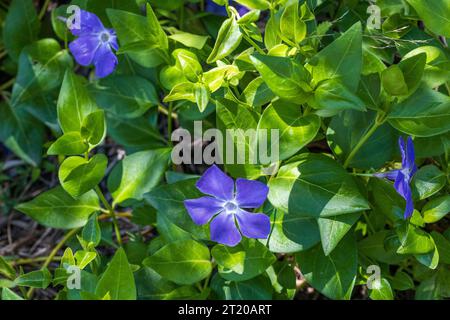 Vinca major, Greater Periwinkle Flower Stock Photo