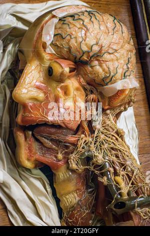 The museum of La Specola, in Florence, founded in 1775, contains wax anatomical models of dissected bodies for teaching medicine - brain and nerves Stock Photo