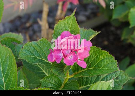 Hydrangea or commonly called Hortensia with dark pink flowers. A detail of the inflorescence with green leaves around. Stock Photo
