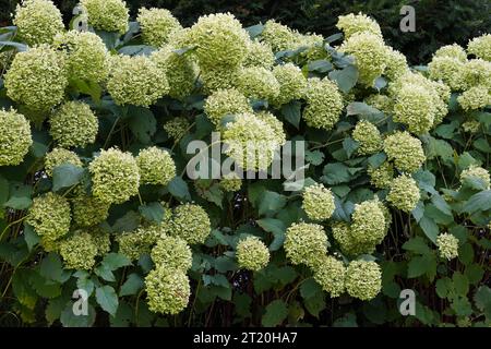 Large bush of Hydrangea or commonly called Hortensia blooming with white flowers. Suitable as background with floral themes as well. Stock Photo