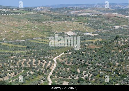 Palestine, olive farming PALESTINE, Jenin, village Anza, olive farming *** PALÄSTINA, Jenin, Dorf Anza, Oliven Anbau Jenin Anza Palestine Stock Photo