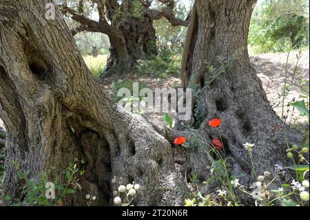 rhododendron online bestellen Yaku Princess Rhododendron Plant Online