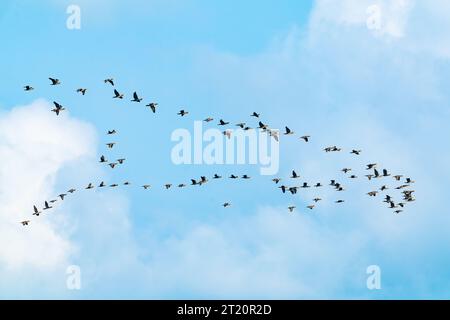 Flock of migratory birds cormorants in the sky. Fly away to warm countries Stock Photo