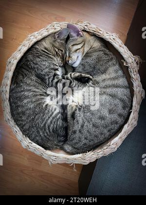 two kittens sleeping together in a ped bed; cute young animals in a hug Stock Photo