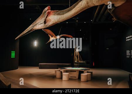 Pterodactyl fossil skeleton in display Stock Photo - Alamy