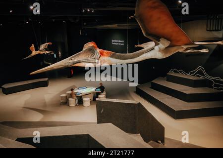 Pterodactyl fossil skeleton in display Stock Photo - Alamy