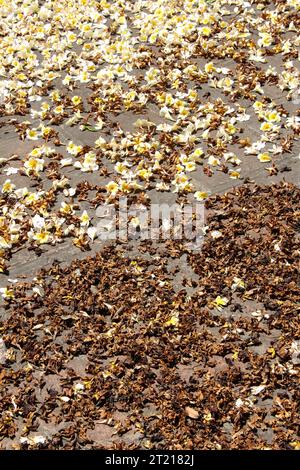 White flowers and withered flowers on a gray pavement. Autumn image, withered flowers scattered on a gray pavement Stock Photo