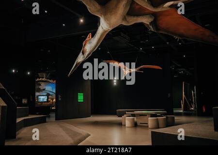 Pterodactyl fossil skeleton in display Stock Photo - Alamy