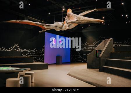 Pterodactyl fossil skeleton in display Stock Photo - Alamy
