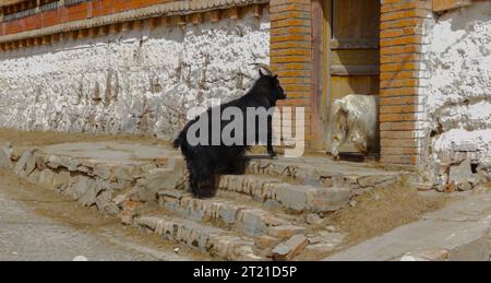 Two goats stand in an enclosed area with a brick building and doorway in the background Stock Photo