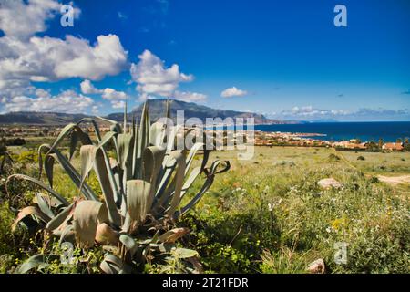 An Agave americana against a backdrop of lush green vegetation, basking in the sun atop a hill Stock Photo