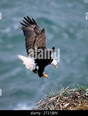 Bald eagle draws wings back as it comes into the nest for a landing. Bald eagles generally lay 2 to 3 eggs in a large nest made of sticks and smaller twigs in tall trees or on rocky cliffs. Subjects: Alaska; Kodiak Island; Raptors; Birds of prey.  . 1998 - 2011. Stock Photo
