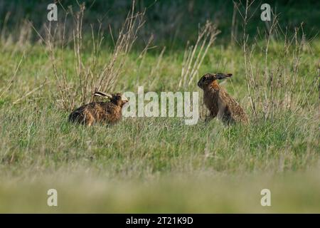 Pair of Brown  Hares- Lepus europaeus in the morning sun. Stock Photo