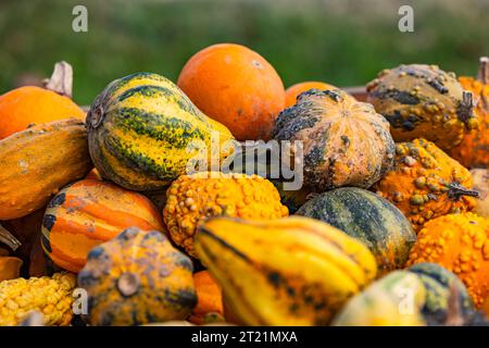Pumpkin and ornamental squash in different varieties and colors on a large pile cropped against green nature Stock Photo