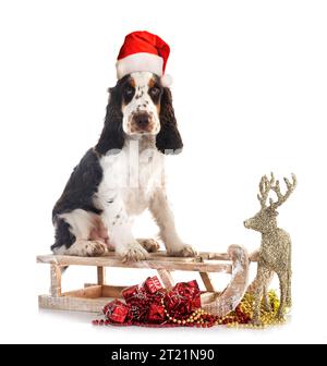 English Cocker Spaniel in front of white background Stock Photo