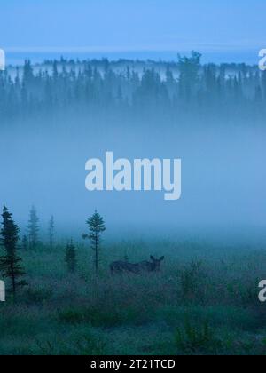 A moose grazes on a misty day within the Kenai National Wildlife Refuge. This large mammal is commonly found in the forests and wetlands of Alaska. Stock Photo