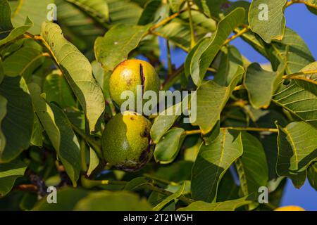 Close up of two walnuts on walnut tree with green leaves against blue sky Stock Photo