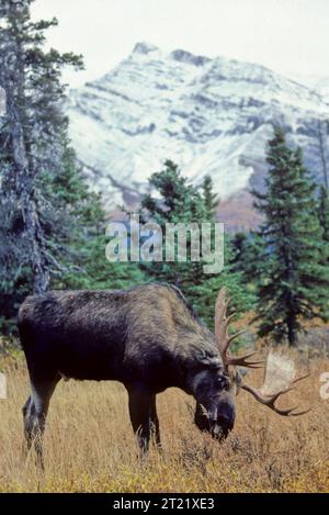 A bull moose grazes in the Kenai National Wildlife Refuge in Alaska. The refuge offers a critical environment for moose and other wildlife species, supporting diverse ecosystems in the region. Stock Photo