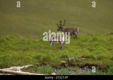 Two reindeer on Atka Island which is part of the Aleutian Islands. Subjects: Coastal environments; Islands; Wildlife refuges; Mammals. Location: Alaska. Fish and Wildlife Service Site: Alaska Maritime National Wildlife Refuge. Stock Photo