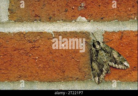 A Sphinx Moth with brown and tan patterned wings rests on a mortared brick surface, showing its robust body and triangular wing shape characteristic of hawk moths. Stock Photo