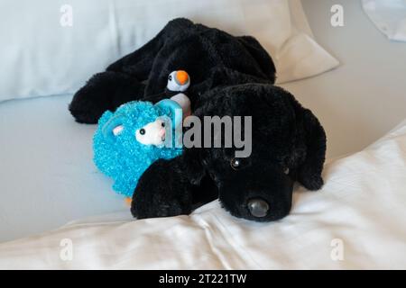 Adorable black labrador dog, blue lamb and puffin stuffed animals, arranged on a bed Stock Photo