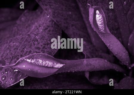 Abstract nature background on dark blue and purple toned Stock Photo