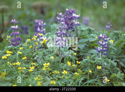 Photo was taken on Amchitka Island, in the Aleutians, Alaska Maritime NWR. Subjects: Wildflowers; Alaska; Lupine; buttercups; Donna Dewhurst. Stock Photo