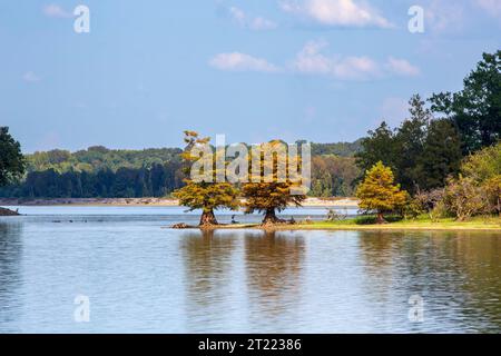Bald cypress are changing colour in autumn on the Tennessee River.  The water has been lowered to winter pool Stock Photo
