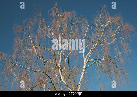 A silver birch tree (Betula pendula) against a clear blue sky in early spring Stock Photo