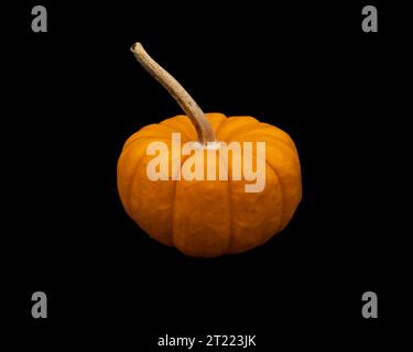 mini pumpkin on black background Stock Photo