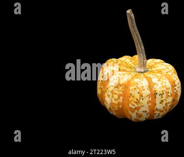 mini colorful pumpkin on black background Stock Photo