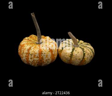 two colorful pumpkins on black background Stock Photo