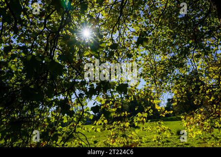 Autumn sunburst, as seen through the vibrant green leaves of a maple tree, in The Valley Gardens, Harrogate, North Yorkshire, England, UK. Stock Photo