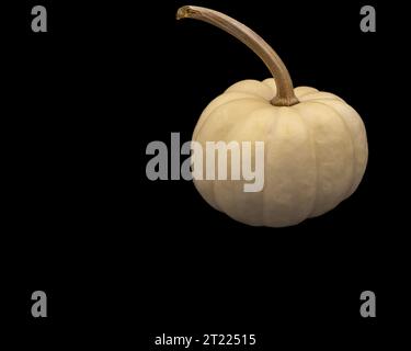 small white pumpkin on a black background Stock Photo