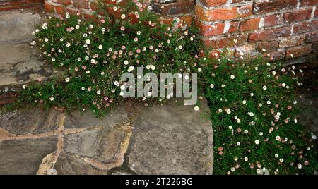 Closeup of the long flowering and low growing hardy perennial garden plant Erigeron karvinskianus or mexican fleabane. Stock Photo