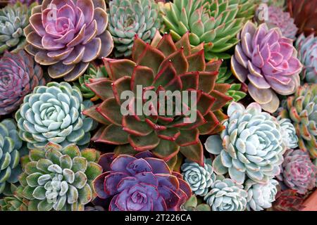 Closeup of different coloured tender succulents Echeveria closely growing together. Stock Photo
