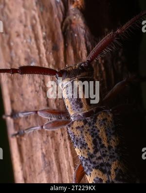 Extreme macro close up images of insects Stock Photo