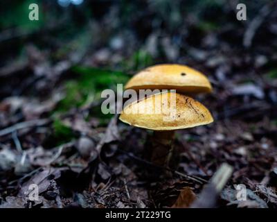 Mook, Netherlands. 08th Oct, 2023. Two yellow and tiny mushrooms are seen growing in the shadow in Mookerheide. Autumn weather has arrived so the different species of mushrooms. There are around 5,250 species of mushrooms in the Netherlands. Many of these are under serious threat and some 200 species have become extinct in the Netherlands over recent decades. (Photo by Ana Fernandez/SOPA Images/Sipa USA) Credit: Sipa USA/Alamy Live News Stock Photo