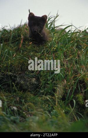 Subjects: Wildlife refuges; Alaska Maritime National Wildlife Refuge ...