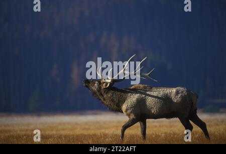 A bull elk bugles across Gibbon Meadow in Yellowstone National Park, surrounded by grasslands and forested terrain. Stock Photo
