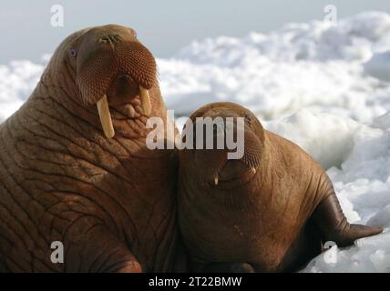 Walrus cow and calf on the ice. Subjects: Ice; Mammals; Marine mammals; Snow. Location: Alaska. Stock Photo