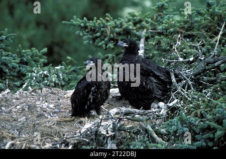 Immature bald eagles on Kodiak Island, Alaska. Subjects: Raptors; Birds of prey. Location: Alaska.  . 1998 - 2011. Stock Photo