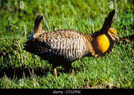 An endangered sub-species of prairie chicken, small numbers found only in Texas in isolated areas and on the Attwater Prairie Chicken National Wildlife Refuge, Texas. Subjects: Birds; Game birds; Endangered species. Location: Texas. Fish and Wildlife Service Site: ATTWATER PRAIRIE CHICKEN NATIONAL WILDLIFE REFUGE.  . 1998 - 2011. Stock Photo
