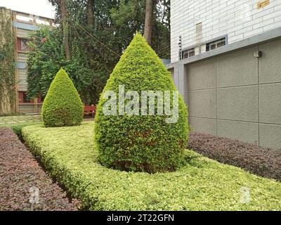 A closeup picture of a well groomed garden with Thuja coniferous shrubs in public park, during daytime Stock Photo