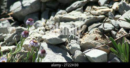 A Mt. Charleston Blue Butterfly rests on a rock. The Mt. Charleston blue butterfly is a distinctive subspecies of the wider ranging Shasta blue butterfly, a member of the Lycaenidae family. The subspecies is known only to occur at high elevations of the S. Subjects: Insects. Location: Nevada. Stock Photo